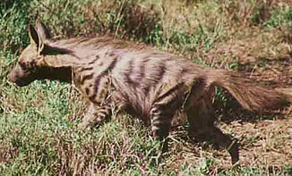 Striped Hyaena (Hyaena hyaena)